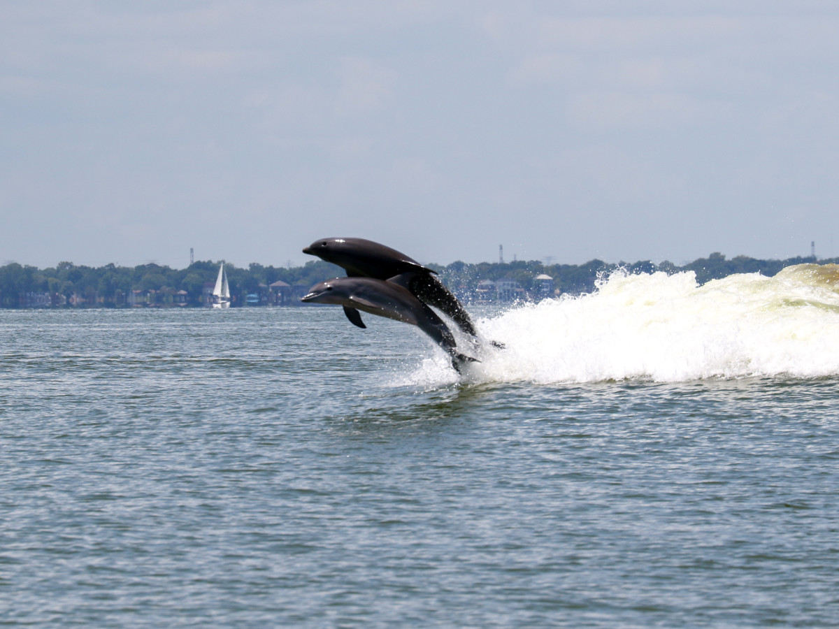 Harvey Wreaked Havoc On Galveston Bay S Dolphins Says New Report Culturemap Houston
