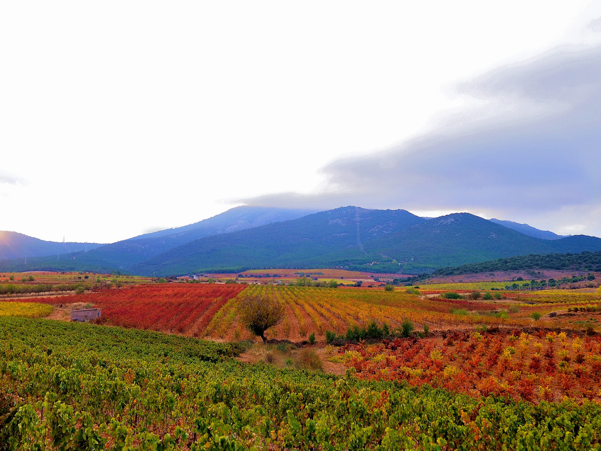 San Antonio wine drinkers, meet your new favorite red wines from Spain