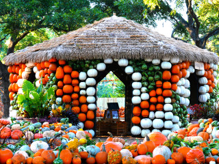 Dallas Arboretum and Botanical Garden presents Autumn at the Arboretum