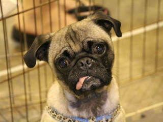 PugHearts Houston Pug Rescue presents Pugs on the Bayou 2016