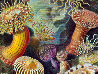 Musiqa presents Light, Land, and Sea
