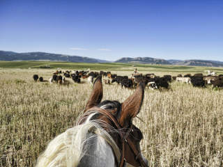Bullock Texas State History Museum presents B Movies and Bad History: Cattle Drives