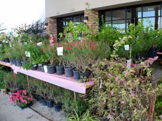 River Oaks Garden Club presents 65th Annual Pink Elephant Sale