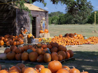 Bethany Lutheran Church Pumpkin Patch