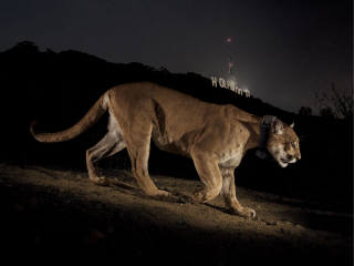 National Geographic Live presents On the Trail of Big Cats