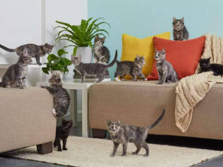 The Cat Connection presents Home Fur the Holidays Dallas Cat Cafe