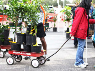 Urban Harvest presents 17th Annual Fruit Tree Sale