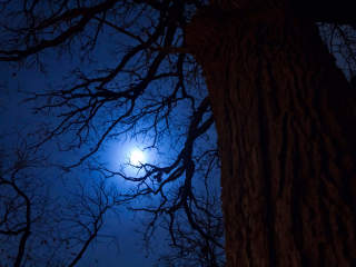 Heard Natural Science Museum & Wildlife Sanctuary presents Winter Night Hike
