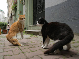 Magnolia at the Modern presents Kedi