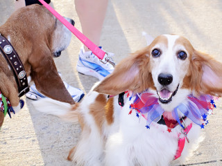 Unleashed Paws presents Fur Fun Run