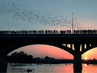 Austin Tour Company Bat Tuesdays
