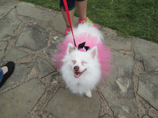 Participant in annual Mutt Strutt at Oak Cliff Earth Day