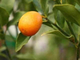 Urban Harvest class: "Growing Citrus in Houston"