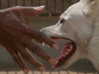 still from the film White Dog