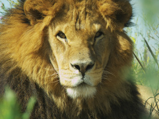 male lion laying in the grass