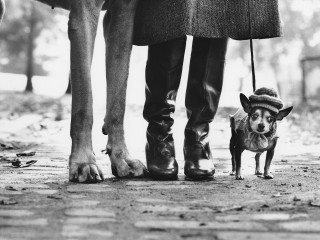 Elliott Erwitt, USA, New York City, 1974