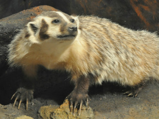 badger_Texas Memorial Museum_Hall of Texas Wildlife
