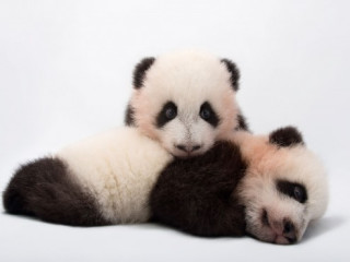 Conservation Forum: National Geographic Photographer Joel Sartore