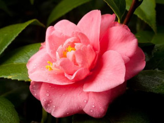 Photography Workshop: Capturing Nature's Beauty at Bayou Bend