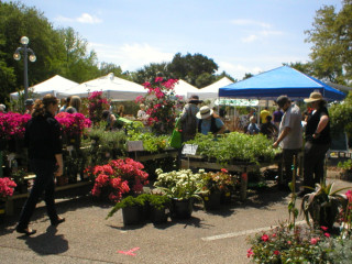 Zilker Garden Festival_Zilker Botanical Gardens