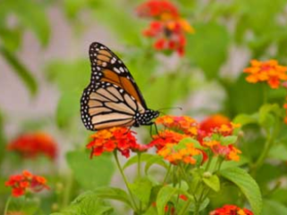 White Oak Butterfly and Hummingbird Plant Sale