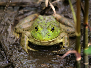 Houston Arboretum presents Arboretum at Night: <i>Frogs</i>