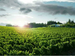 Killen’s Steakhouse presents Paul Hobbs South American Wine Dinner
