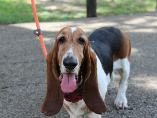 iWalk For Animals