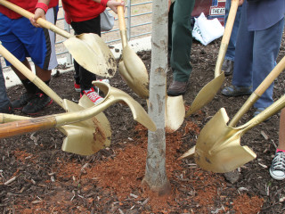 State of Texas Arbor Day 2017