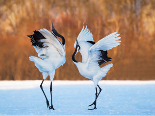 Ciming Mei: "My Journey with Cranes" opening reception