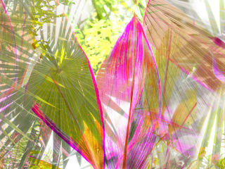 Elizabeth Chiles: "Weave"