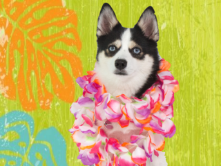 Luau Launch Party