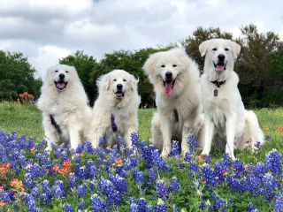 Keep Austin PYR'D Day in the Park