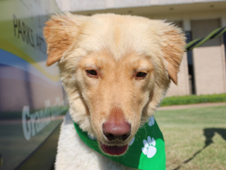 Scrappy Presents Dog Daze of Summer