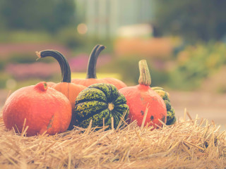 Blackwood Harvest Hoedown