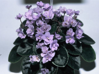African Violet Society of America National Show and Sale