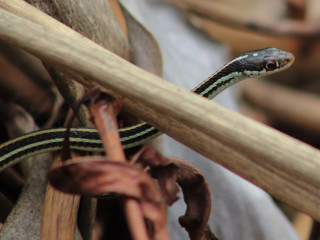 Snakes on the Plains