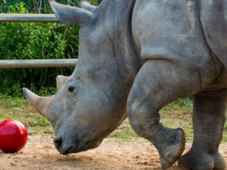 Bowling for Rhinos