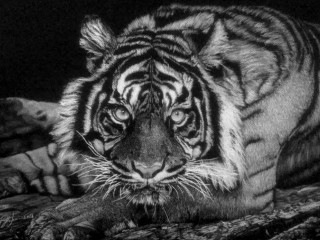 "Art and the Animal"