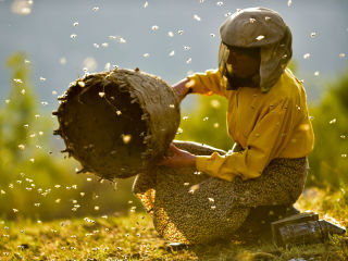 Honeyland documentary