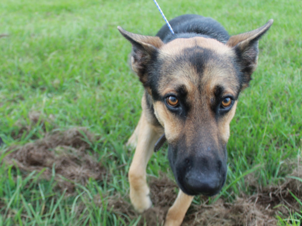 Houston Food Bank galvanizes support for Hurricane Laura ...