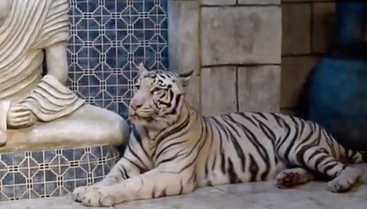 Bengal Tigers Focus Of Legal War Billionaire Vs Animal Rights