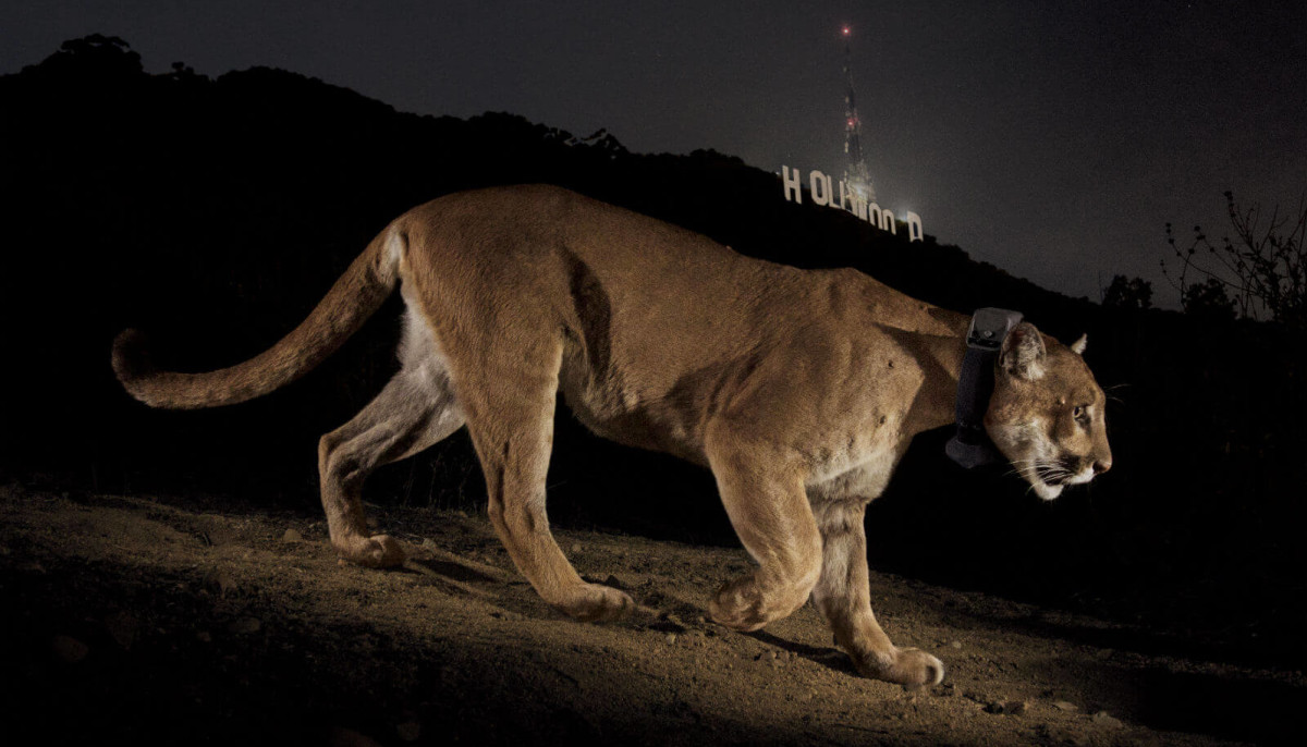 National Geographic Live Presents On The Trail Of Big Cats Event