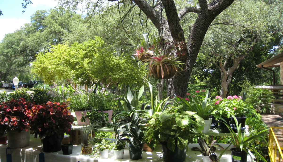 The Garden Club of Austin presents Annual Plant Show & Sale Event
