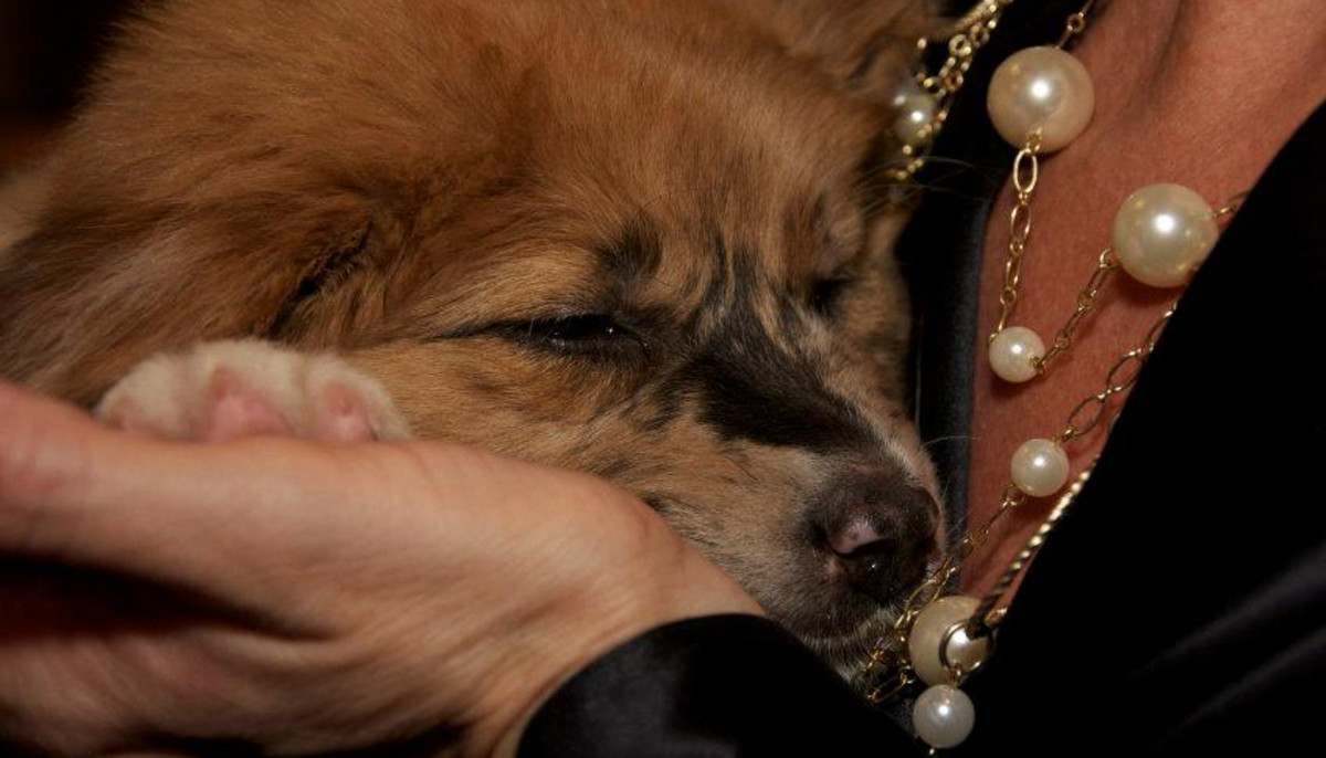 21st Annual Canines Cats And Caberet Benefiting Operation