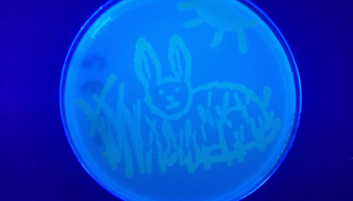 Byob Painting With Bacteria Workshop Event Culturemap Houston
