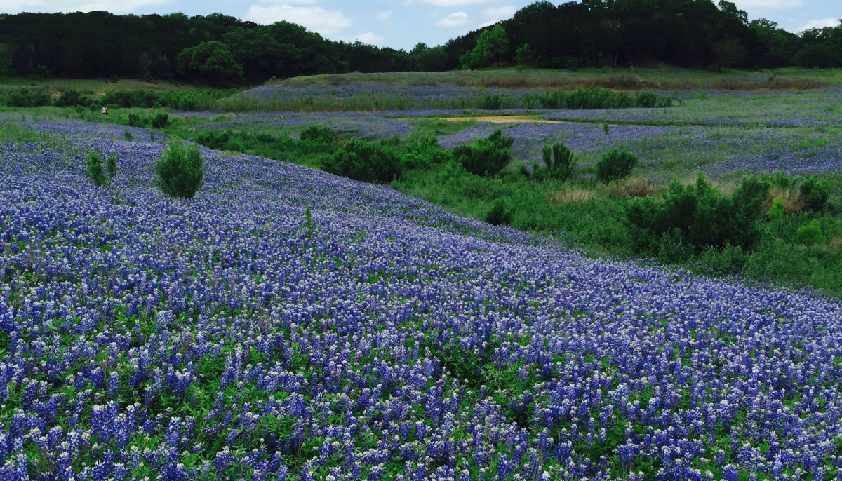 Where To Find The Hill Country S Best Bluebonnets And Wildflowers
