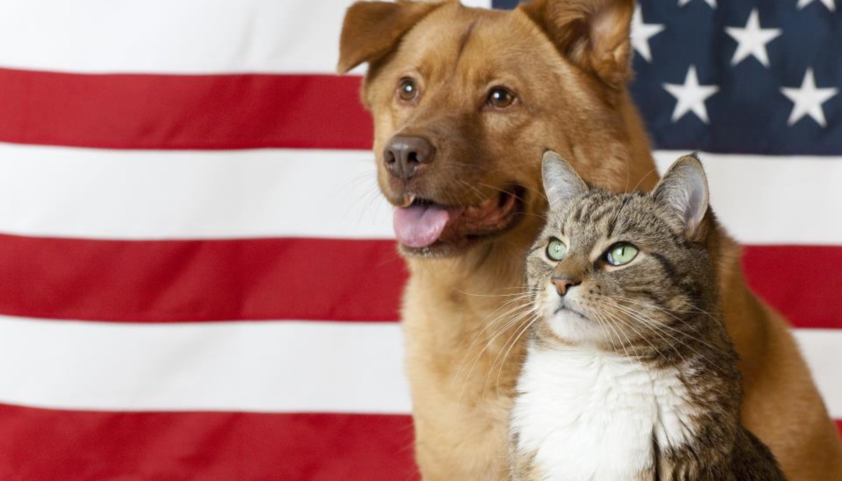 18 Houston Charities Making A Difference For Local Animals In Need