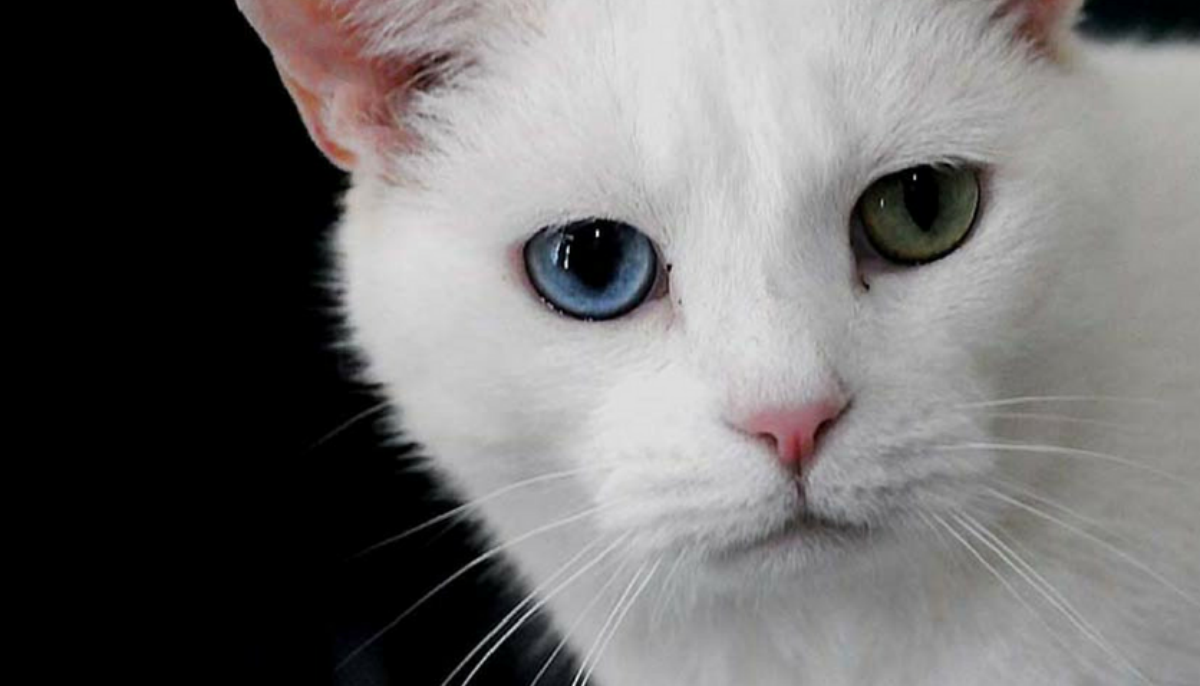 Arlington Animal Shelter Gets Some Action For The Cats For A