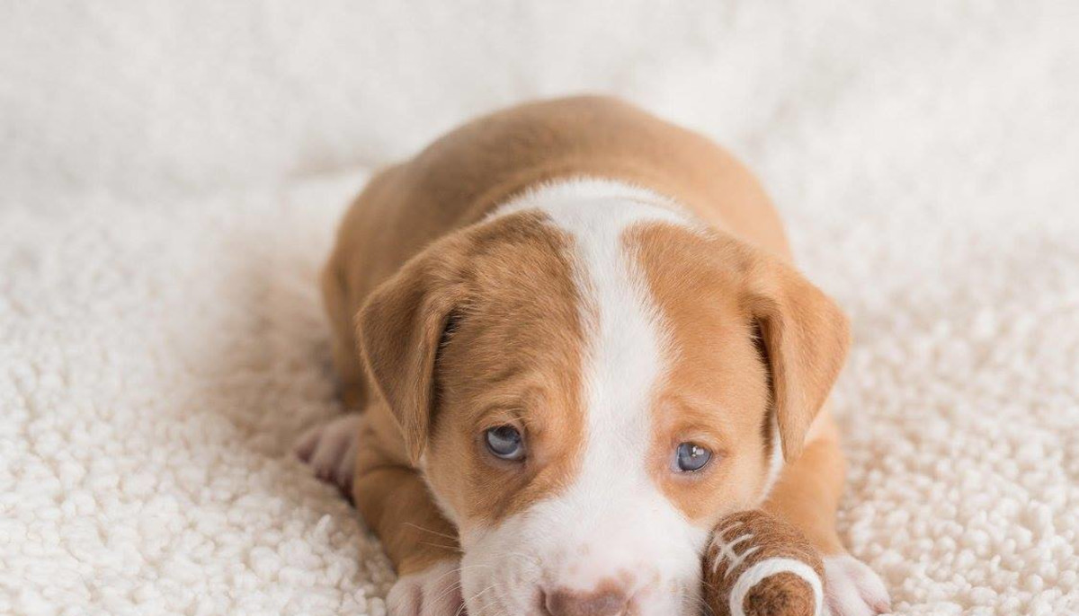 These Dallas Charities Are Making A Difference For Animals In Need
